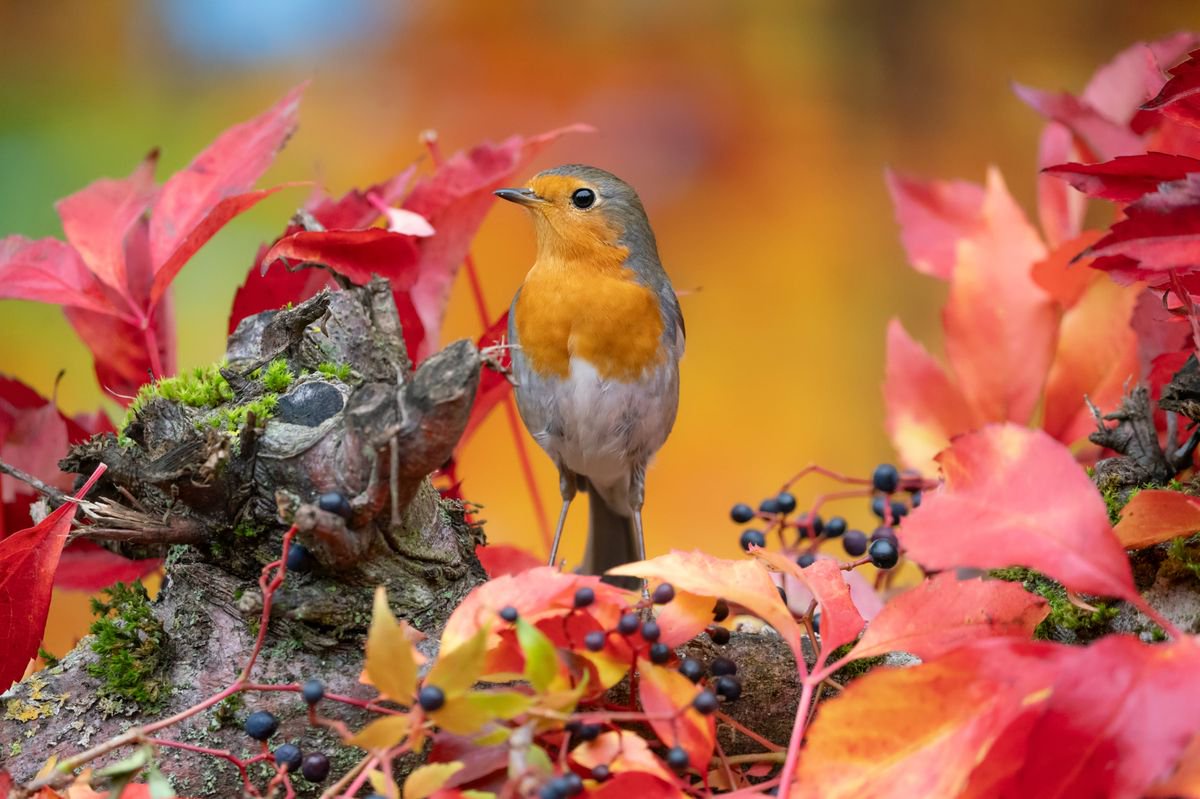 Welsh gardeners urged to feed robins 1 common food to help them return to gardens