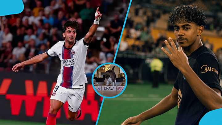 Mysterious Cat Predicts Winner of PSG vs Barcelona Champions League Clash
