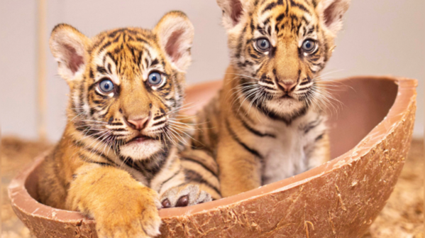 Meet Barani and Malu, Sumatran tiger cubs born in Texas; here’s the meaning behind their names and how they connect the endangered cubs to their homeland