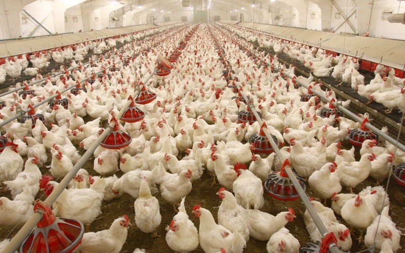Poultry products to witness 15% rise in prices ahead of Christmas – farmers warn