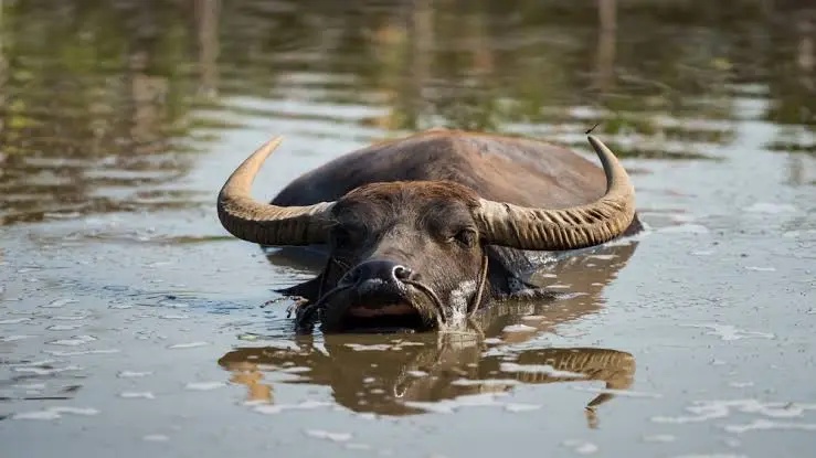 Government faces questions over move to declare water buffalo a food animal in Kenya