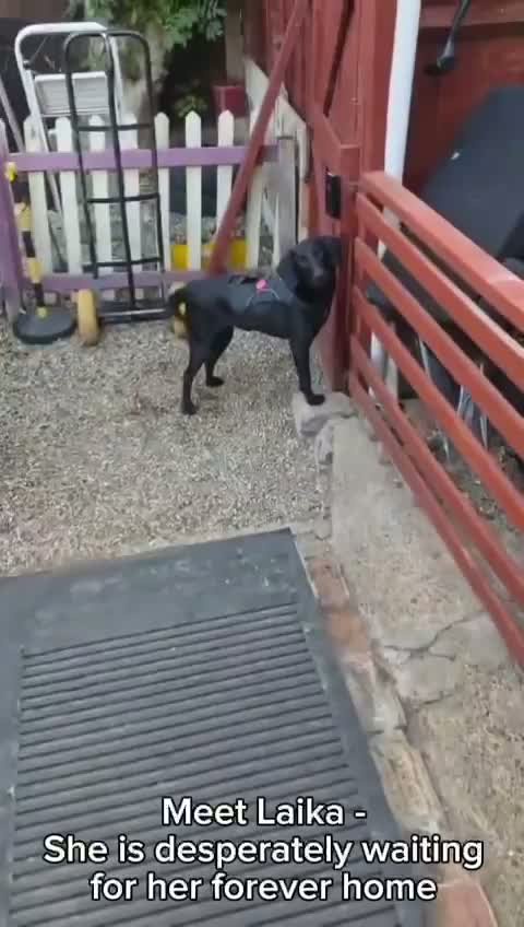 Dog with three legs desperately wanting home has been rejected by thousands