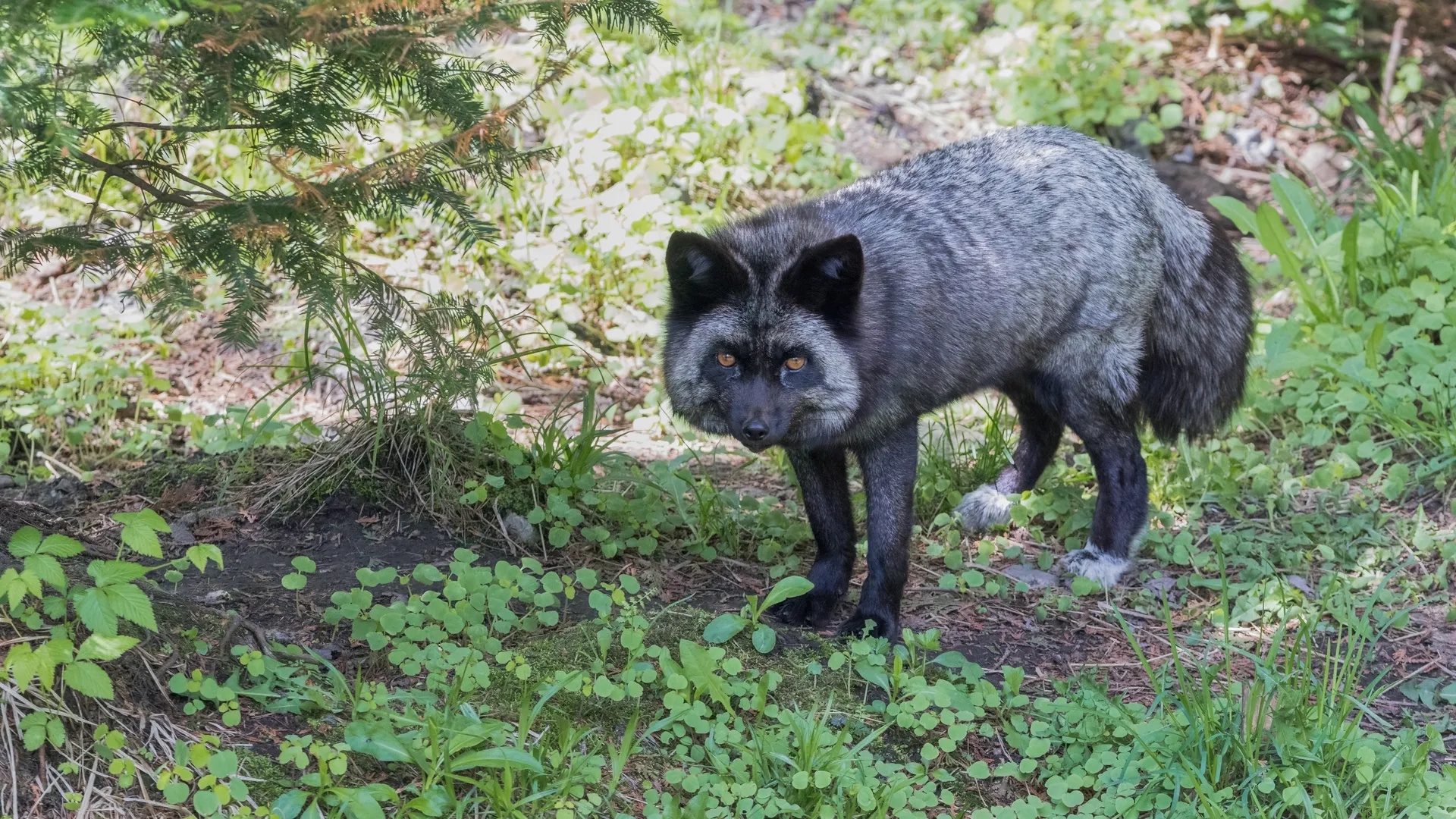 Michigan confirms unusual fox photo is “an incredibly rare sight” – and could be the only one like it in the region