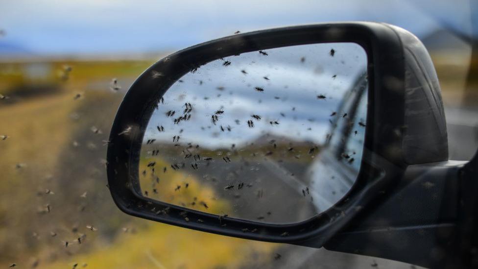 Midges’ role in spreading disease to be investigated