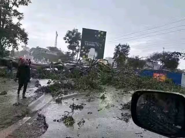 Heavy Storm Hits Kakamega as Giant Tree Falls Across Busy Mumias Road