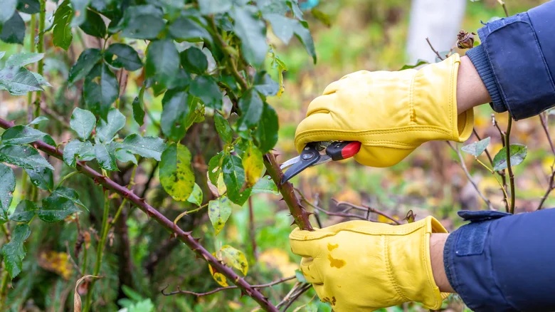 11 Plants To Prune In October For A Healthier, More Productive Garden Come Spring