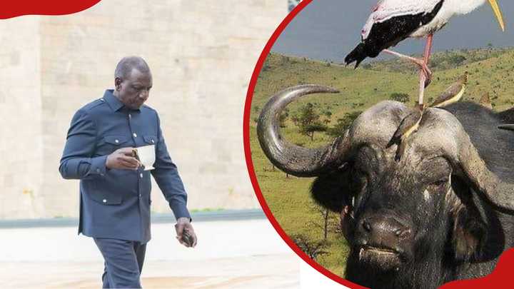 Ruto Orders Importation of Buffaloes, Camels to Ease Kenya’s Milk Shortage