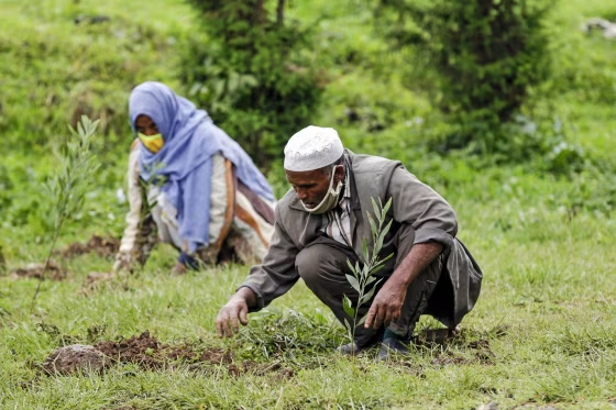 Inside Ethiopia’s ambitious campaign to plant 50 billion trees