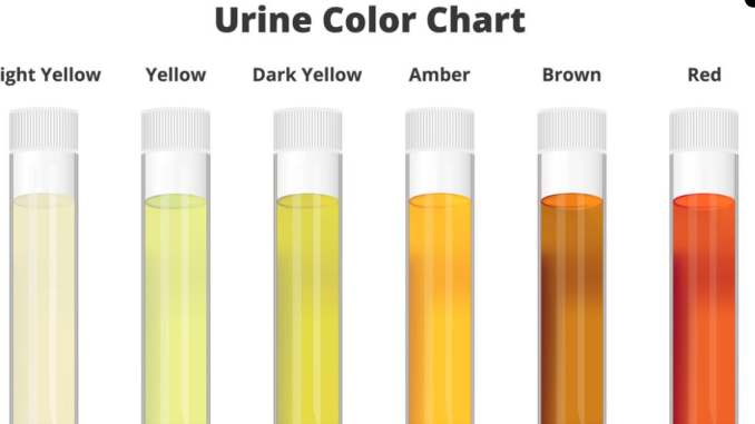 What Your Urine Colour May Tell You About Your Hydration