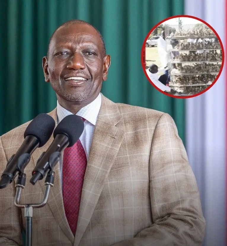 Inside Ruto’s Sugoi Poultry Farm: Photos Reveal Massive Chicken Business Earning Millions Daily