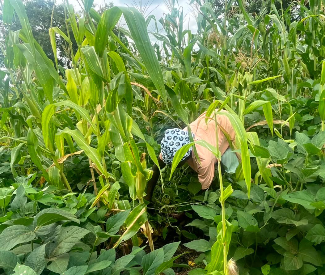 When the soil fights back: Rural farmers turn to climate-smart farming