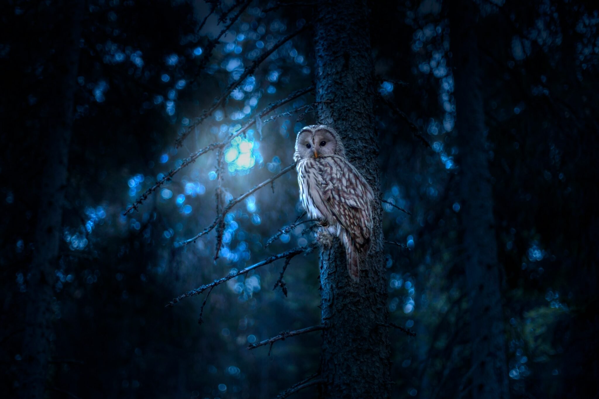 What It Means When an Owl Calls Outside Your Home Several Nights in a Row According to Appalachian Folklore