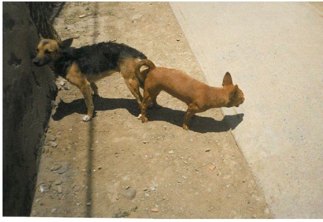 Why Do Dogs Face Different Directions When Mating