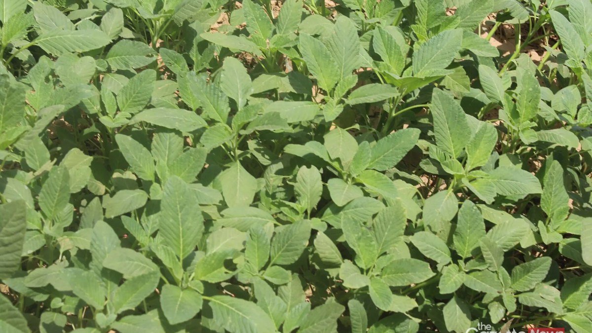 Farm Record Keeping in Nigeria: What to Write Down