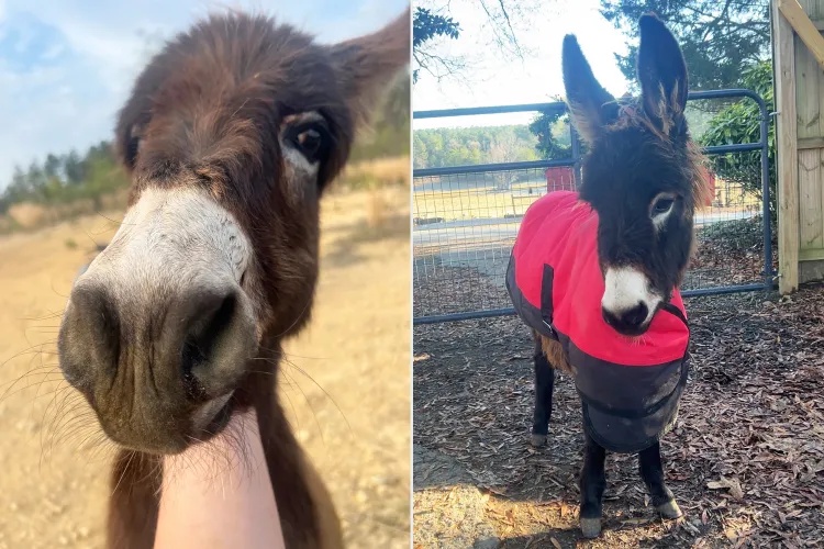 Bodycam Footage Shows Fatal Police Shooting of Beloved Pet Donkey HeeHaw