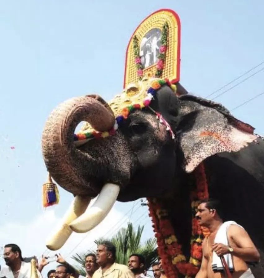 Temple Elephant Attacks Mahout At Tiruchanoor