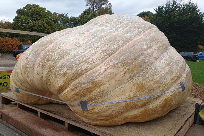 Farmer grows world’s heaviest pumpkin weighing massive 2,856 pounds