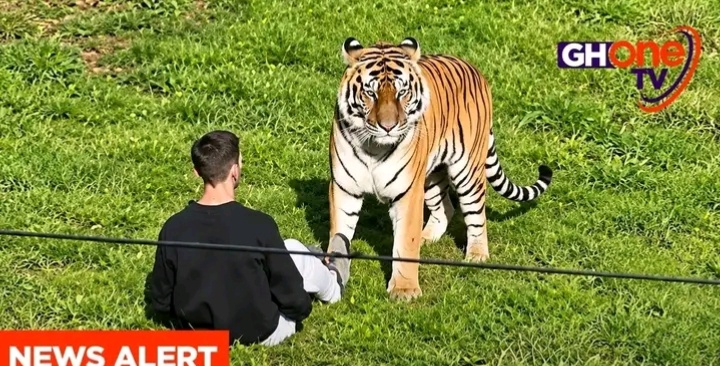 Tiger That Killed Man At UK Wildlife Park Will Not Be Put Down After Fatal Enclosure Incident