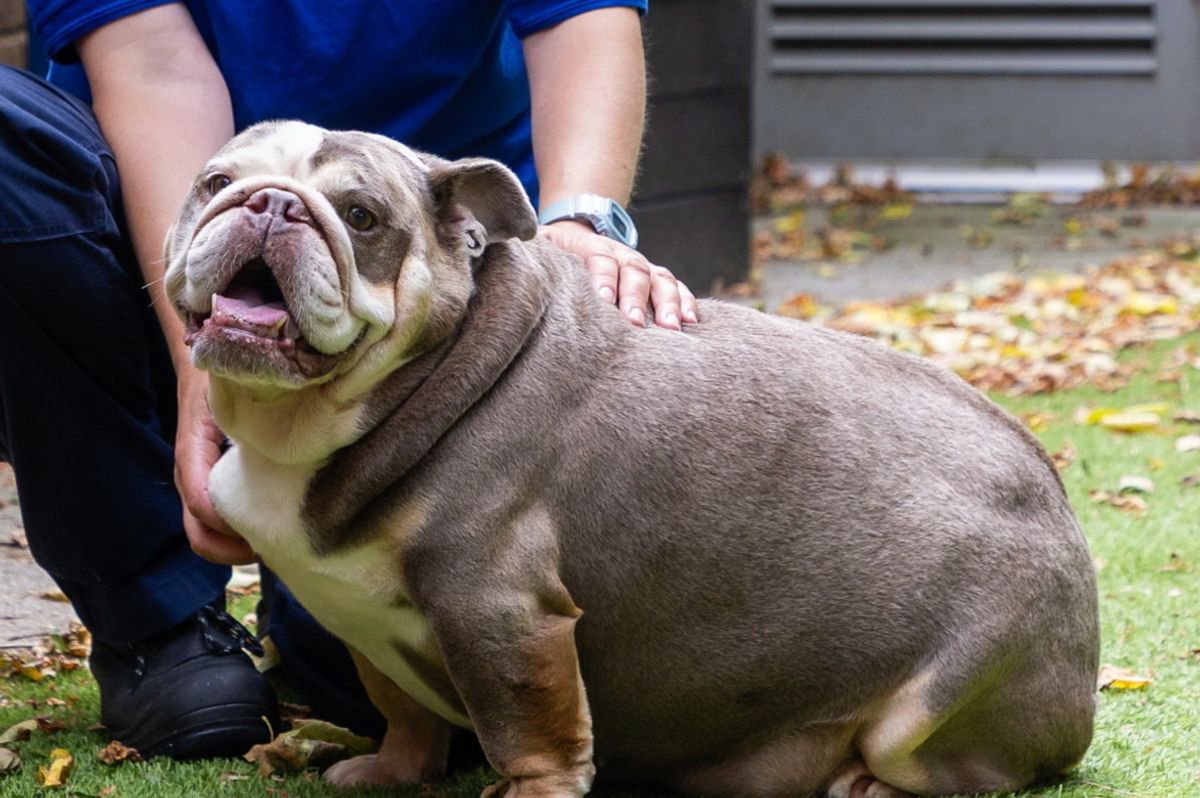 Rescue dog that weighed same as baby hippo has finally found new home after shedding pounds