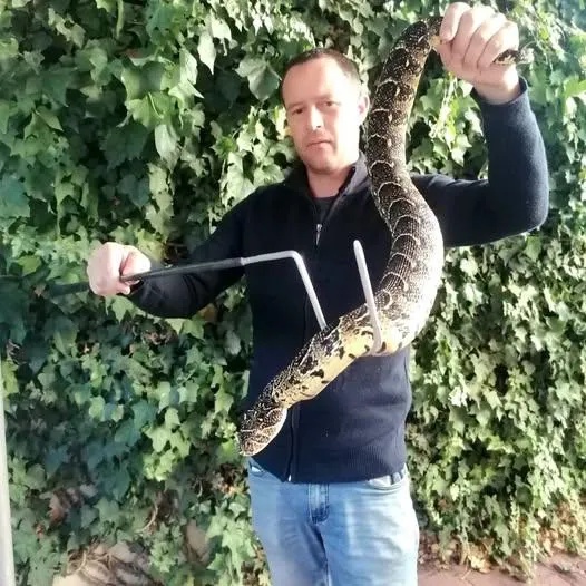Antivenom concerns after three dogs die in suspected Simon’s Town snakebites