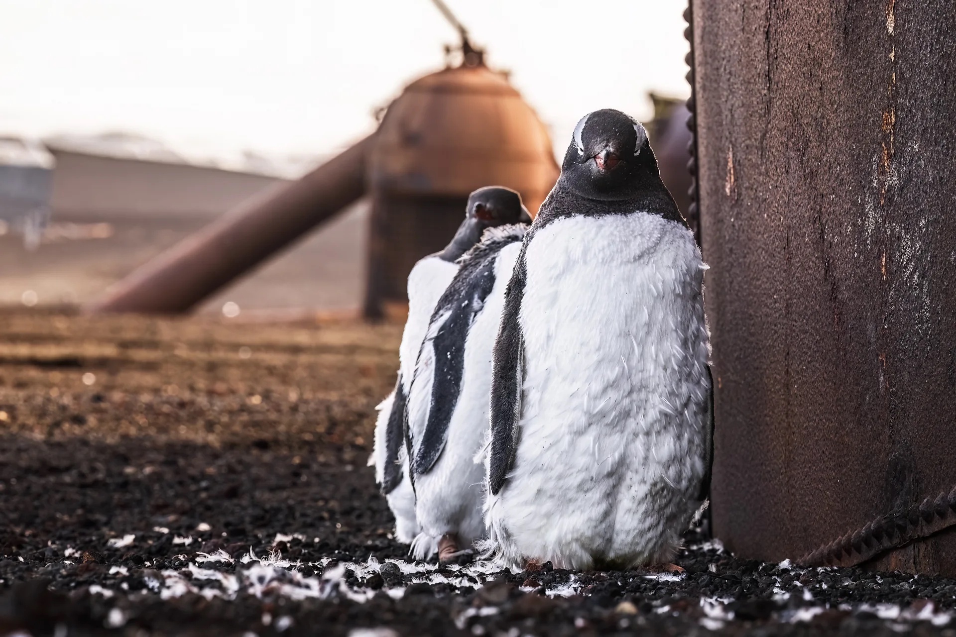 Inside an active Antarctic volcano, gentoo penguins are flourishing with climate change