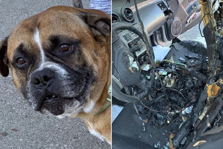 Dog Trapped in Burning Car Is Rescued by Firefighters While His Owner and 2 Friends Shop Nearby