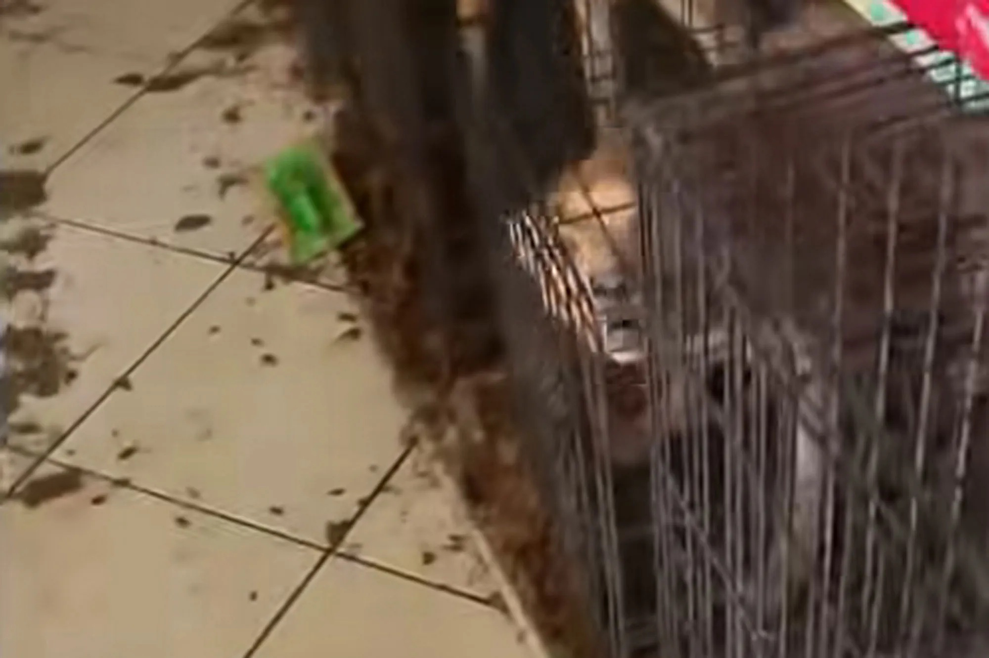 30 Live and 1 Dead Dog Removed from ‘Absolutely Inhumane’ Florida Home So Filthy Deputies Needed Gas Masks to Enter