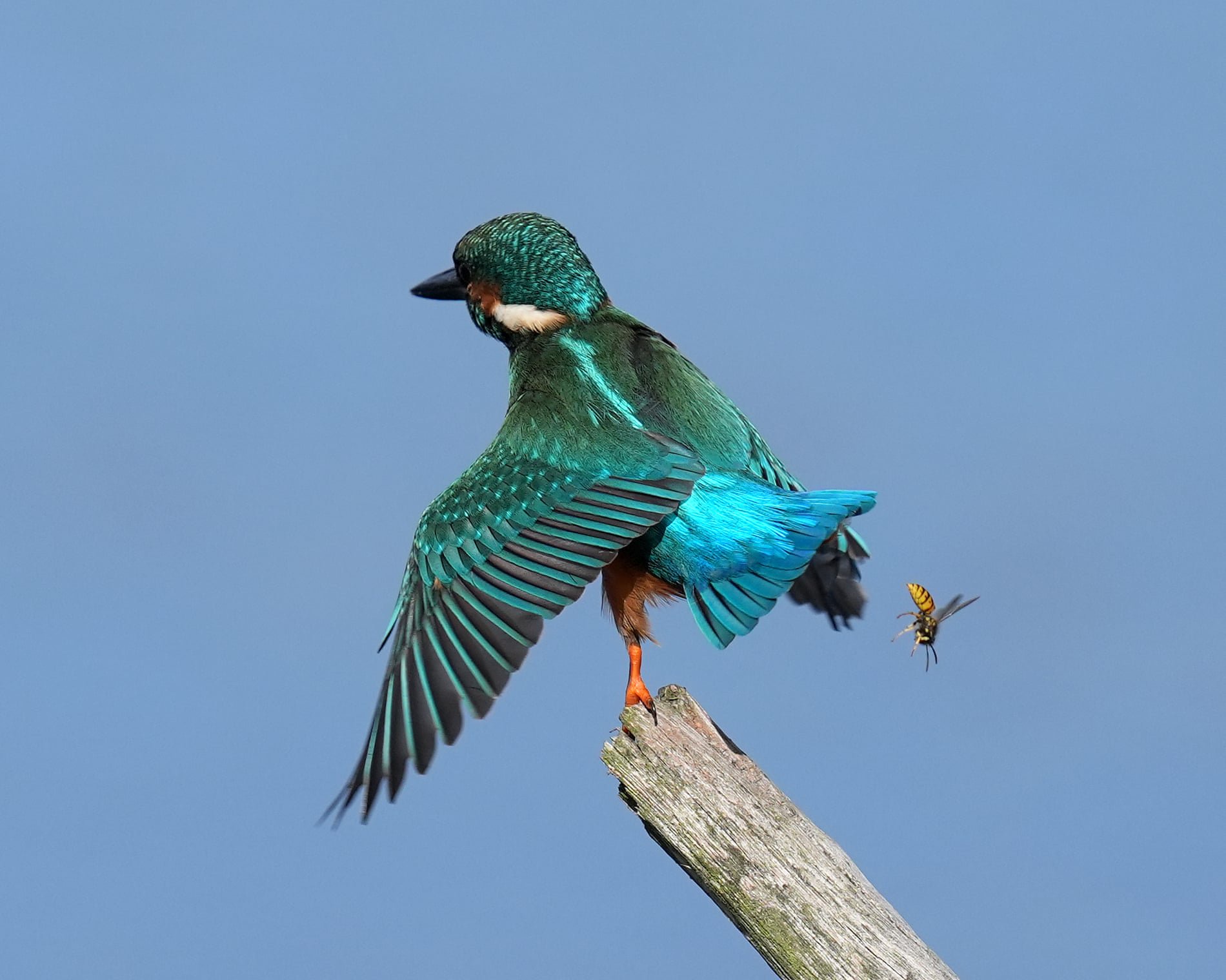 Week in wildlife: a friendly seal, a furious goldcrest and ‘the swanfather’