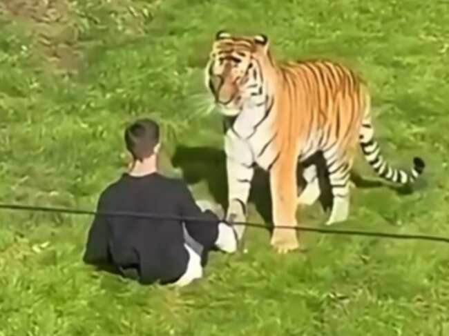 Watch: Man mauled to death as he enters tiger enclosure at a zoo in England; video goes viral