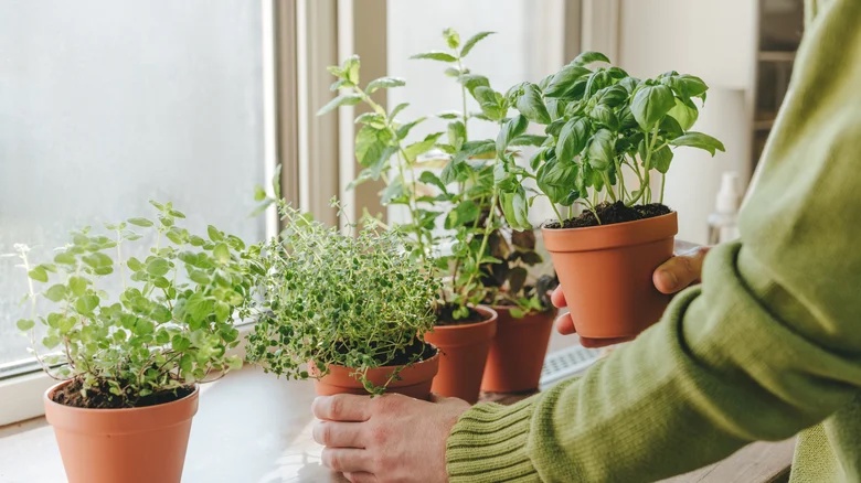Start Growing This Popular Herb In Your Kitchen For A Fresh Supply Year-Round
