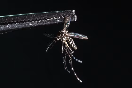 Dengue fever surge in Florida shows the virus’ growing threat in the U.S.