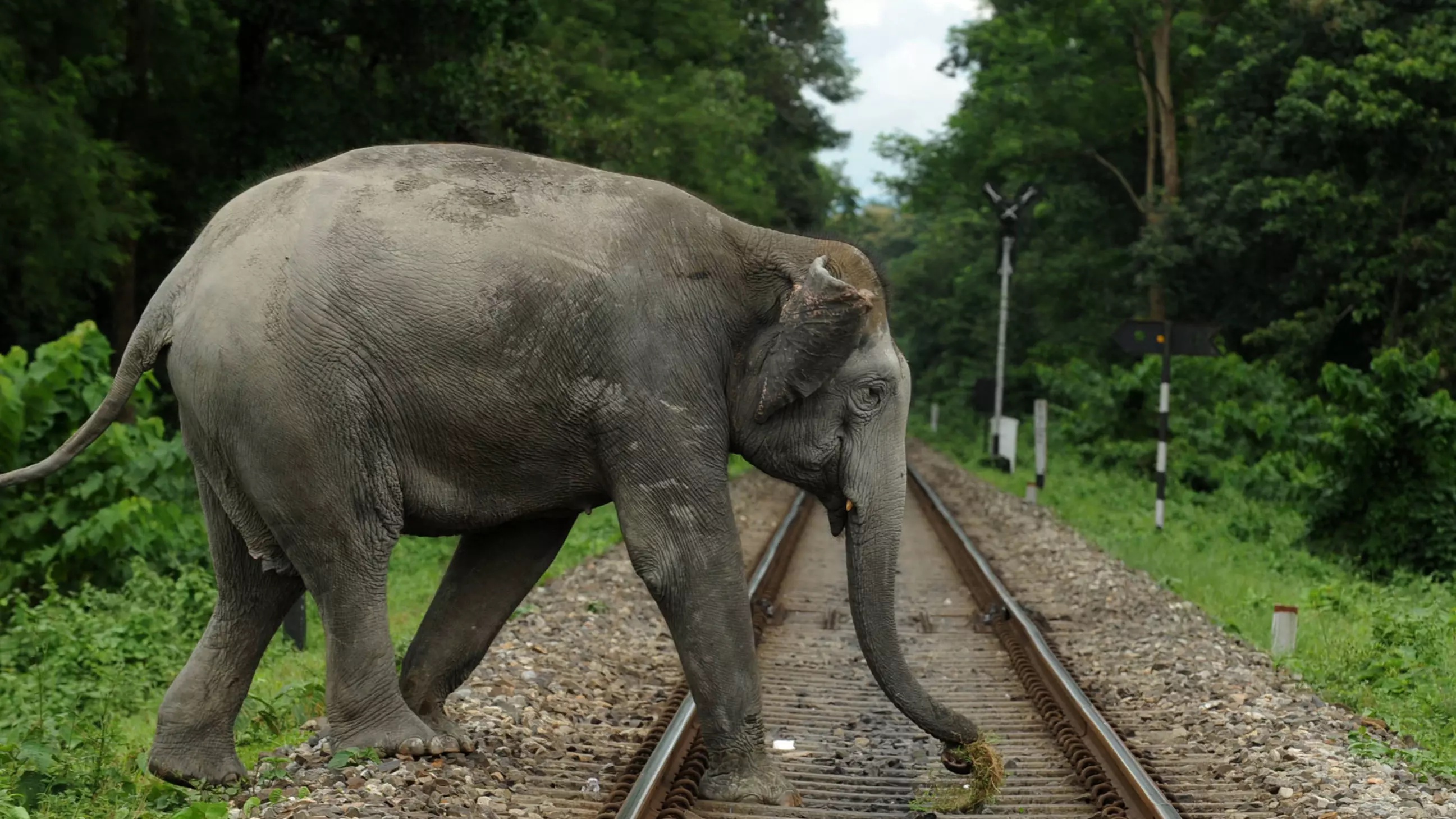 Over 250 Elephants Saved From Collisions With Trains Under NFR Limits