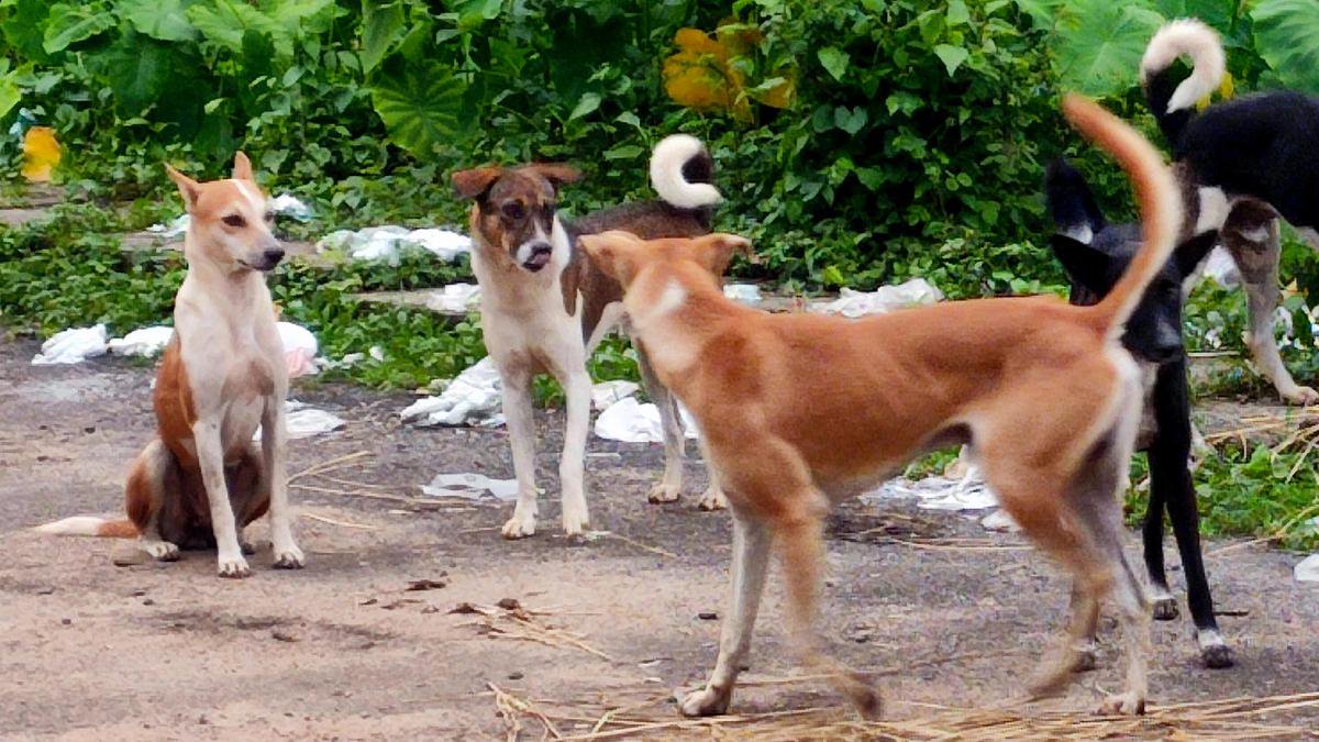 A safer street for people, a better life for dogs: Keralam’s Adat panchayat’s new stray dog blueprint