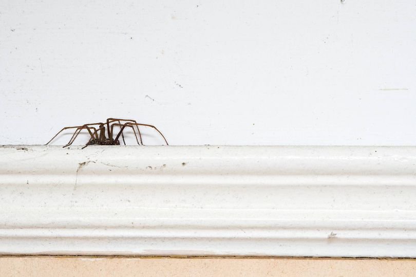 I asked pest experts how to keep spiders out of my house — 1 remedy stands out