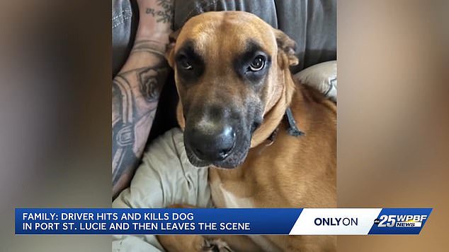 Family slams driver who ran over their pet German shepherd after dog jumped garden fence and ran out into road