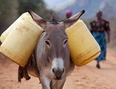 Laugher In Church as Ukambani MP Alleges More Donkeys than People in His Region