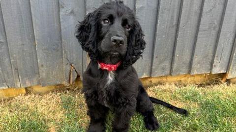 ‘Inquisitive’ puppy trains as London fire dog
