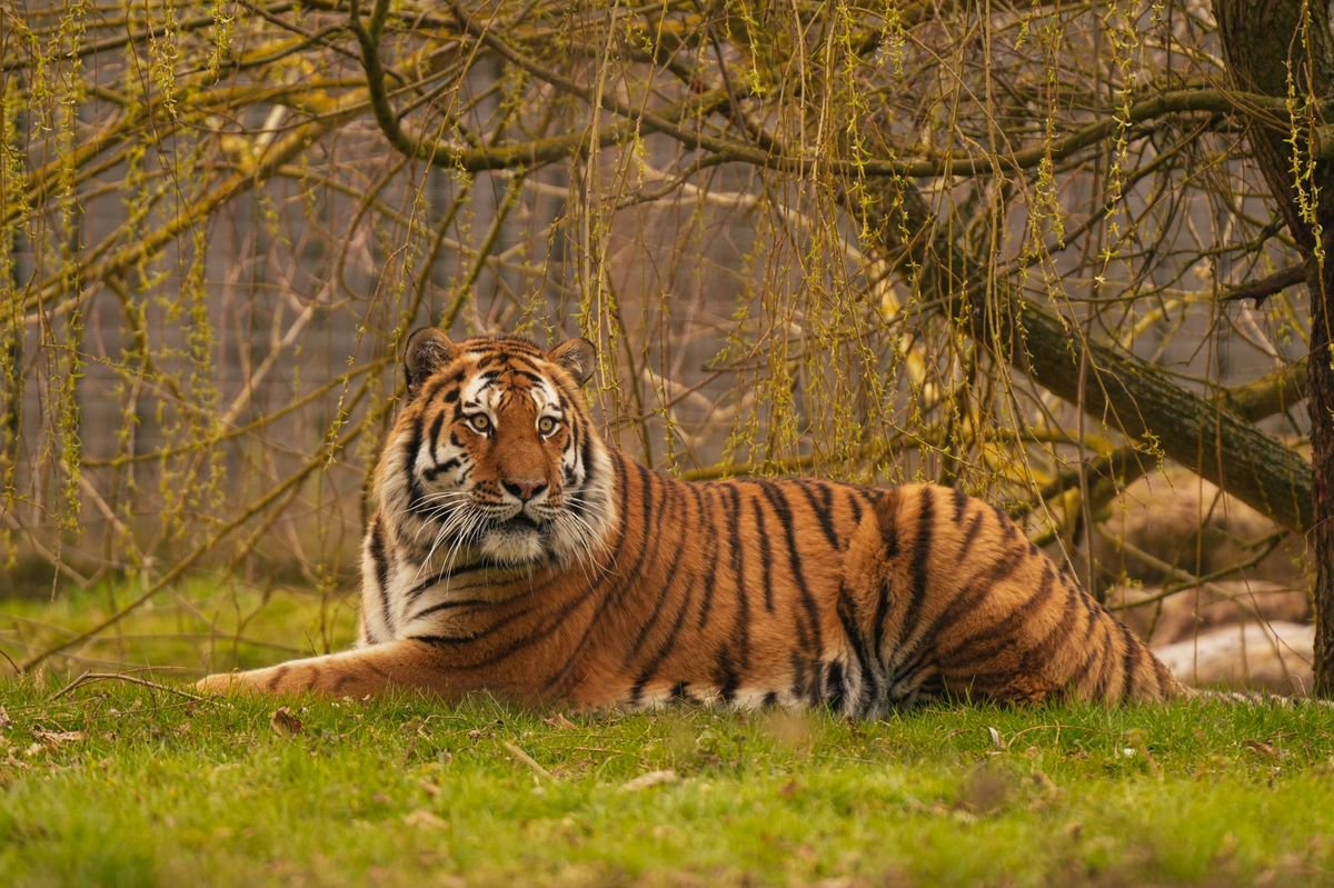 Fate of Altai the tiger who killed man at Yorkshire Wildlife Park confirmed by bosses
