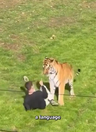 Last moments of the man who was mauled to death by a tiger after entering its enclosure, see details