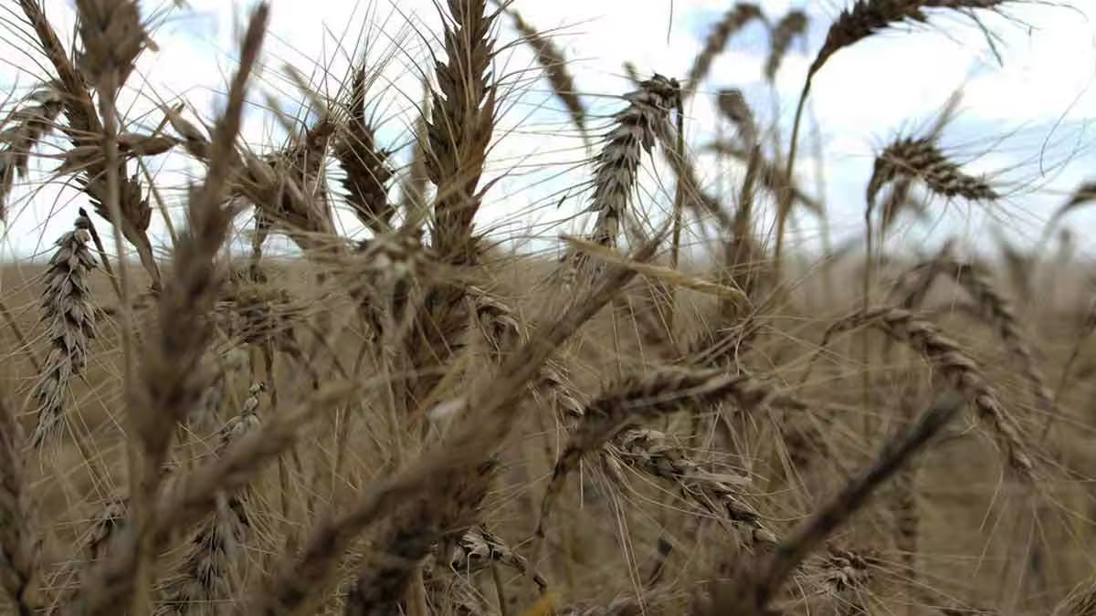 Minister asks private seed companies to reduce wheat seed prices