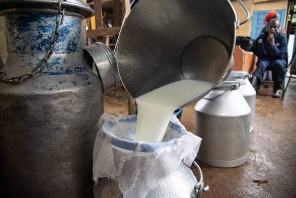 Good News to Dairy Farmers as Ruto Raises Milk Price and Announces Bonus