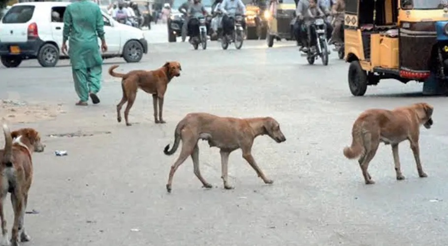 Rabies Claims Another Life in Sindh as Death Toll Rises to 38 in 2026