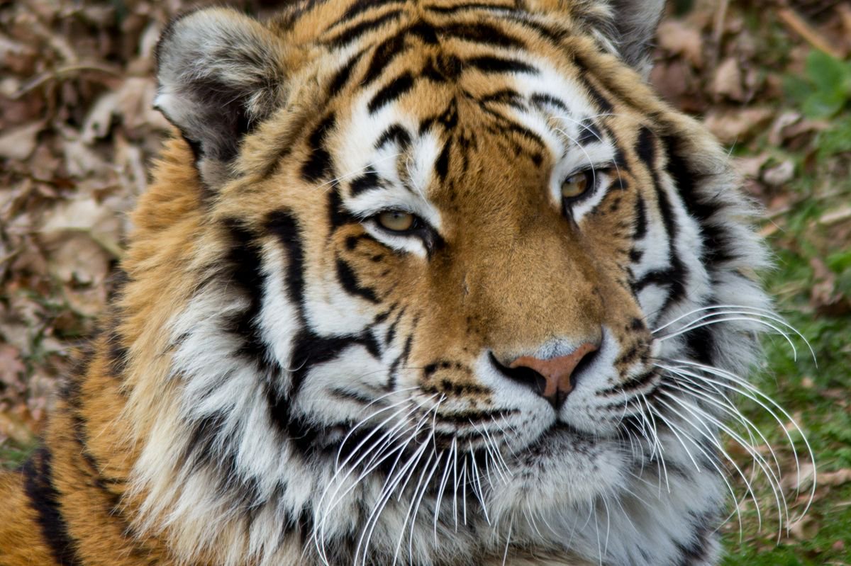 Tiger attack at Yorkshire Wildlife Park – Everything you need to know after man seriously injured