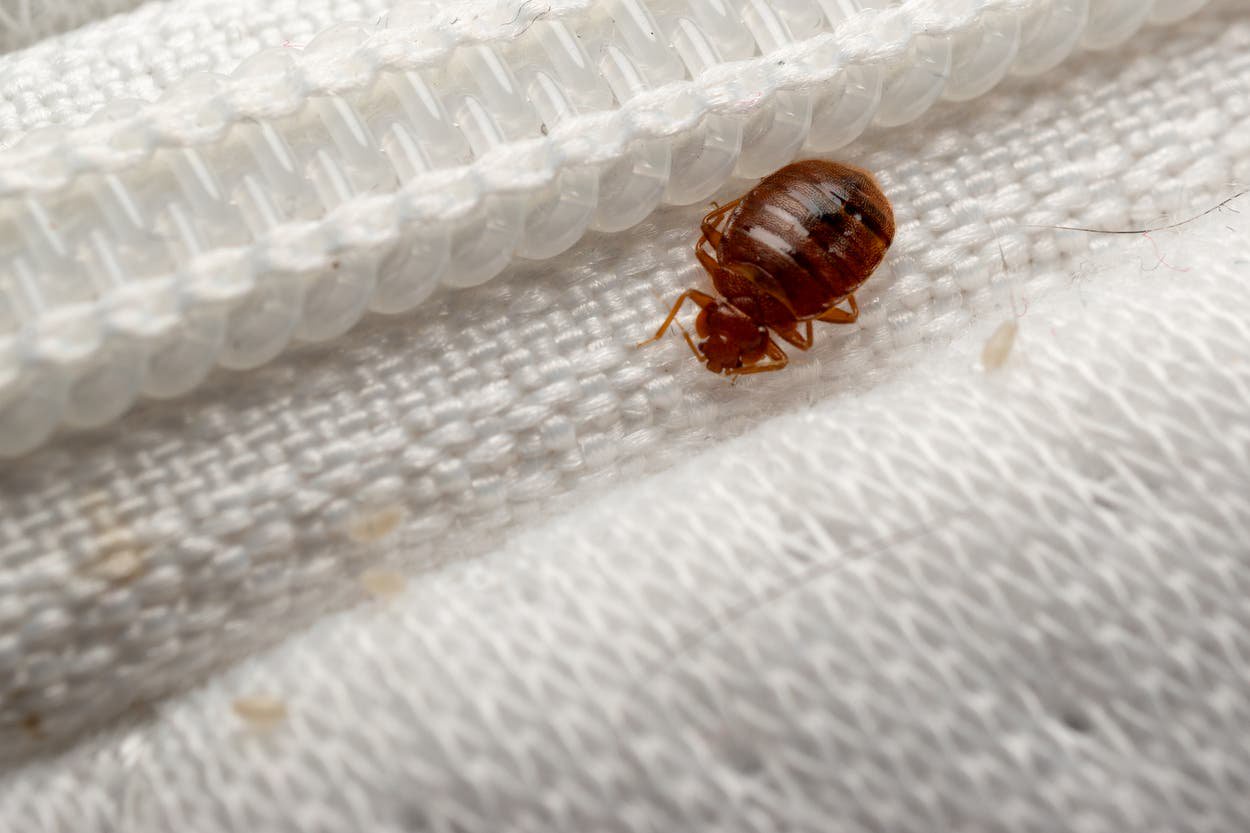 How to check for bedbugs in your hotel room – and what to do if you spot one