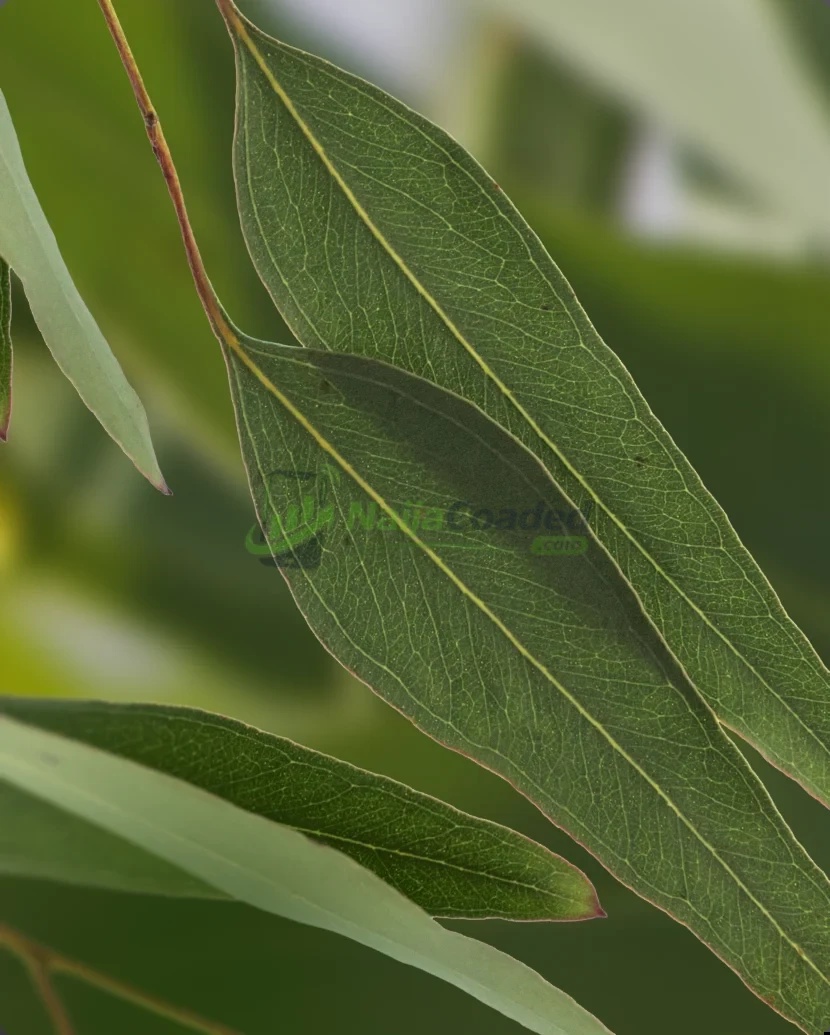 Top [8] Health Benefits Of Eucalyptus Leaves You Never Knew