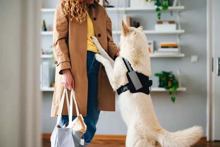 Woman Says She Was ‘Humiliated’ After a Bus Driver Wouldn’t Let Her Board with Service Dog and Trapped Her 4-Year-Old Daughter