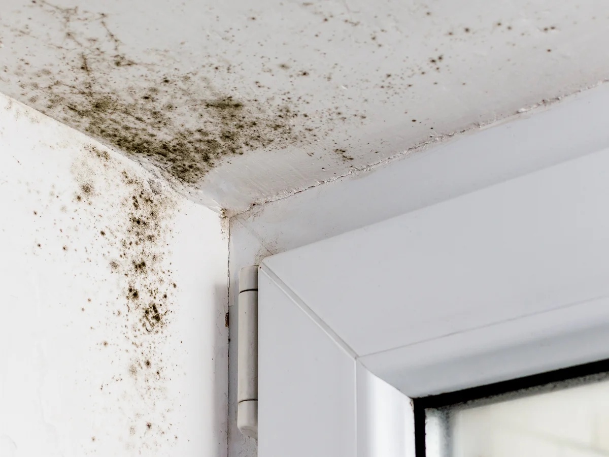 Mould: The Health Risk Growing on Your Wall