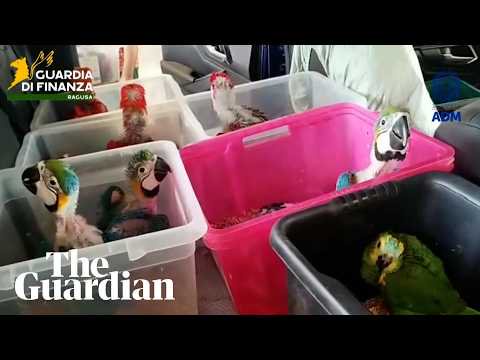 Italian authorities seize 377 exotic animals hidden in car at Sicily port – video