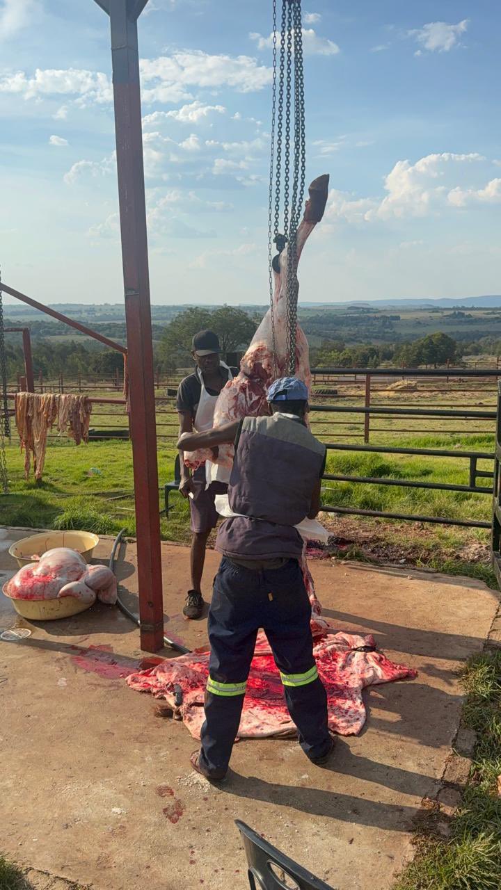 EFF Slaughters 15 Cows Ahead of Tshela Thupa Rally at Orlando Stadium