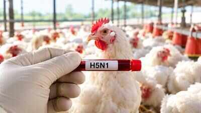 Recurrent bird flu in AP: Past genetic clues point to a complex cross-country history